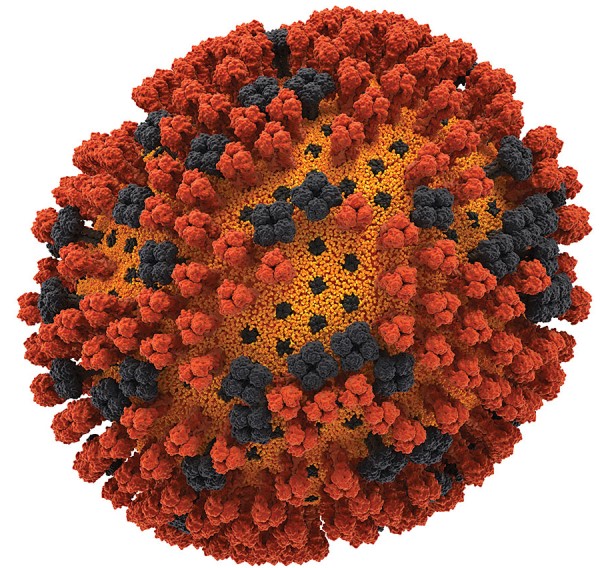 Вид вируса под микроскопом