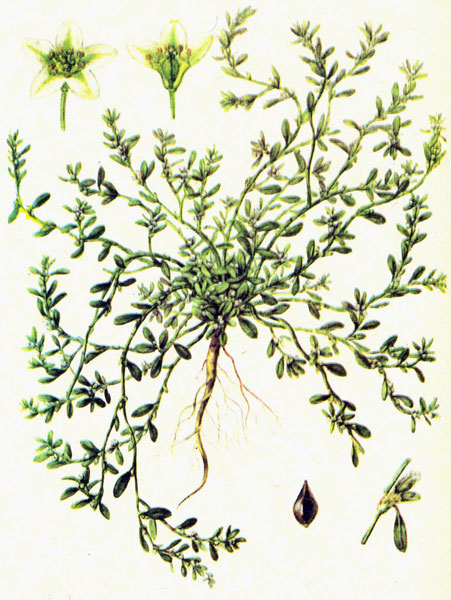 лекарственное сырьё