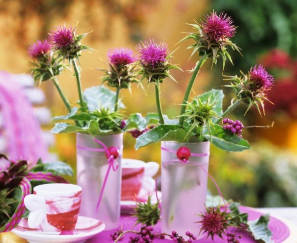 Лечебные свойства расторопши