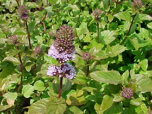 Мята перечная