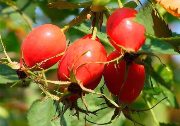 Плоды шиповника