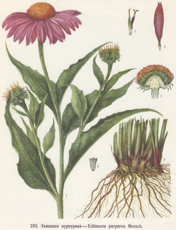 лекарственное сырьё