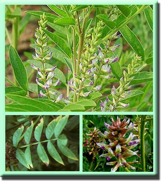 Солодка. Полезные свойства корня солодки