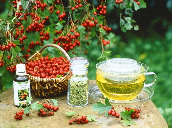 Влияние боярышника для здоровья