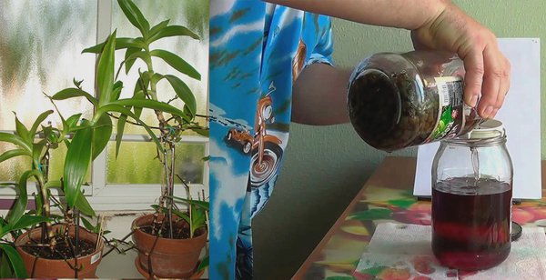 Настойка из побегов золотого уса