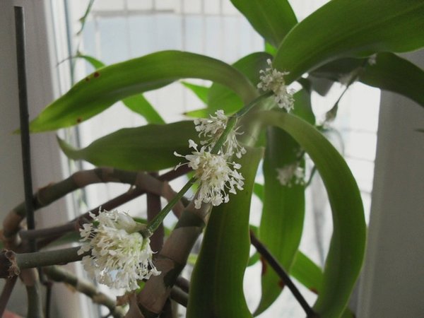 Цветы золотого уса