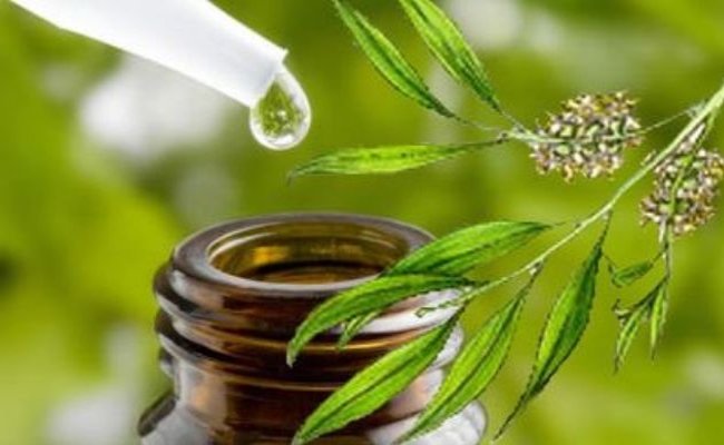 Чайное дерево