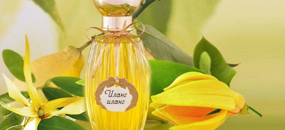 Иланг-иланг