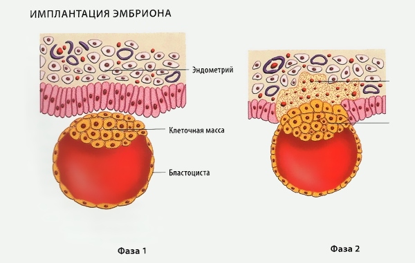 Имплантация эмбриона в матку