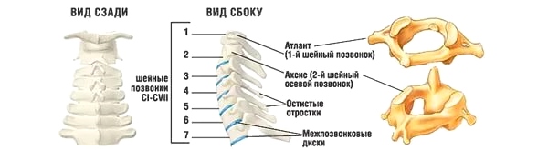 Шейные позвонки