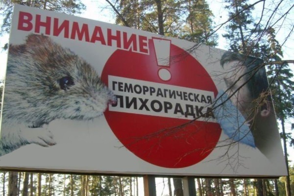 Опасность заражения мышиной лихорадкой