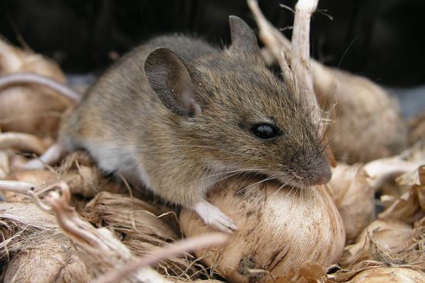 Мышь, как переносчик заболевания