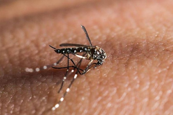 Переносчик геморрагической лихорадки