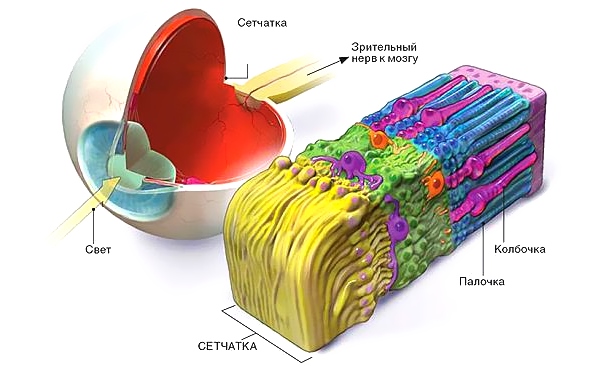 Палочки и коробочки глаза