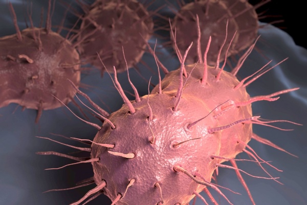 Возбудители гонореи