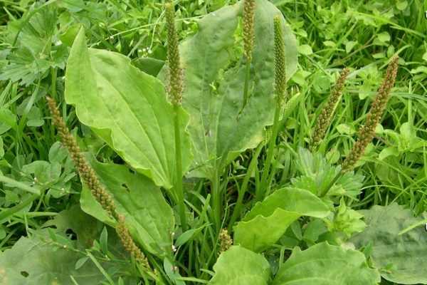 Подорожник