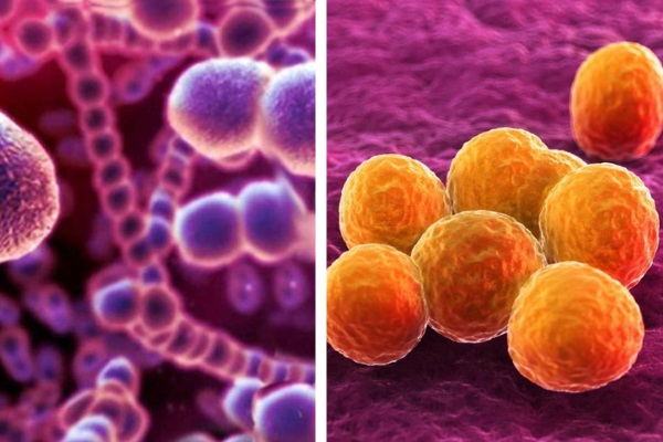 Различные виды бактерий