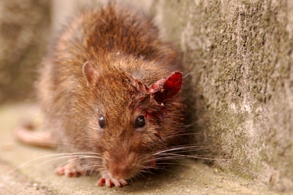 Переносчик туляремии