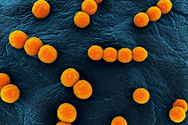 Энтерококки