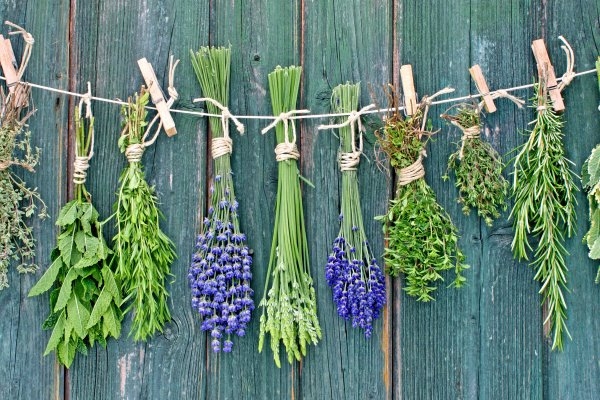 Травы от геморроя